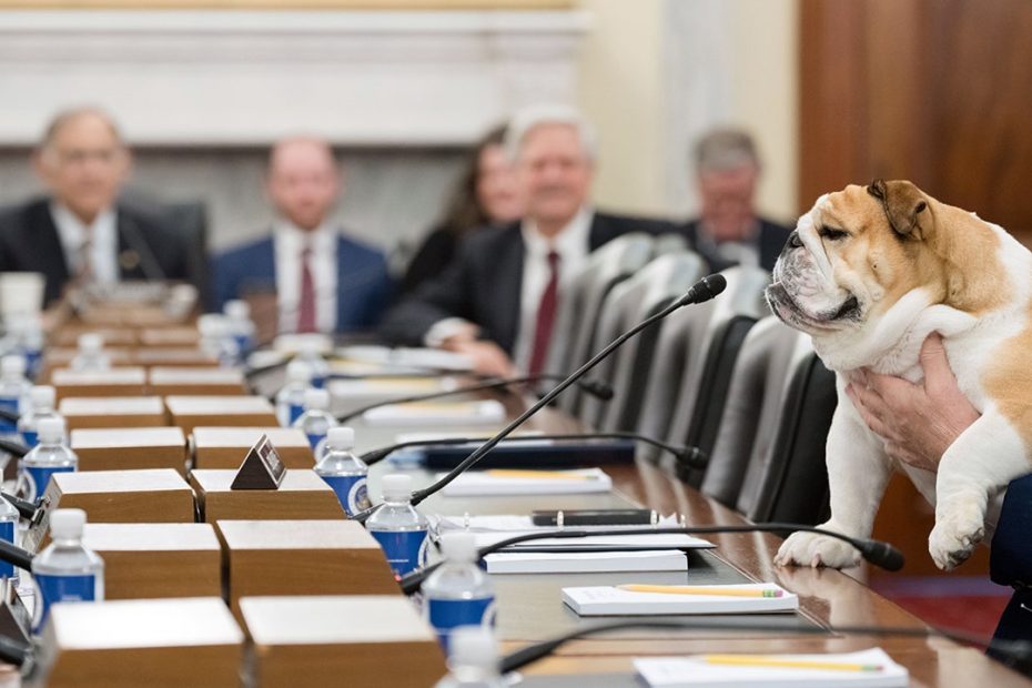 Babydog Justice makes Agriculture Committee debut