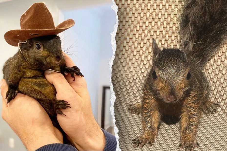NY Republicans push ‘Peanut’s Law’ after beloved pet squirrel was seized, killed